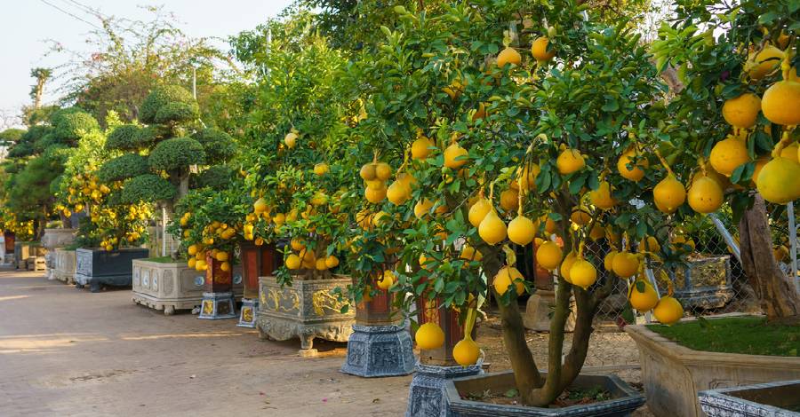 Những loại cây ăn quả trồng sân vườn nhà phố #18 Những loại cây ăn quả trồng sân vườn nhà phố